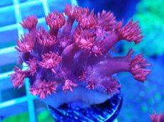 画像2: No.31 トンガ産 ハナガササンゴ　レッド (2)