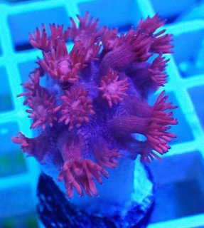 ハナガササンゴ レッド No.33 トンガ産 ハナガササンゴ レッドを買うならアクアスタイル