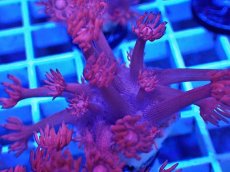 画像2: No.36 トンガ産 ハナガササンゴ　レッド (2)