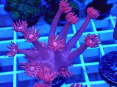 画像1: No.37 トンガ産 ハナガササンゴ　レッド (1)