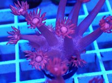 画像2: No.37 トンガ産 ハナガササンゴ　レッド (2)