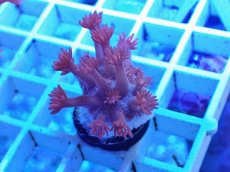 画像1: No.38 トンガ産 ハナガササンゴ　レッド (1)