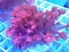 画像1: No.39 トンガ産 ハナガササンゴ　レッド (1)