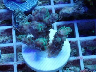 SPS 7種類 サンゴ サンゴ飼育で知っておきたい基礎知識「SPSとLPSとソフトコーラル