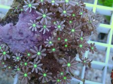画像2: No.12 ハナヅタ グリーンコア (2)