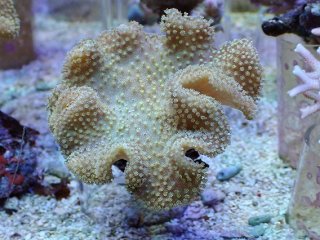 サンゴ,ソフトコーラル | Aquarium TALLMAN
