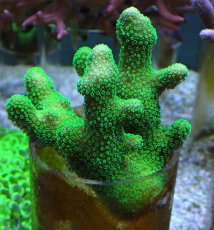 画像1: No.7 フィジー産 ショウガサンゴ　グリーンメタリック (1)