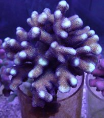 画像1: No.16 フィジー産 ショウガサンゴ　パープル＆イエロー　　【入荷したのは1個のみ！】 (1)