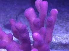 画像2: No.18 フィジー産 ショウガサンゴ　ピンク (2)