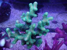 画像1: No.19 フィジー産 ショウガサンゴ　グリーンメタリック (1)