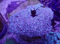 画像1: No.31　トンガ産 クダサンゴ (1)