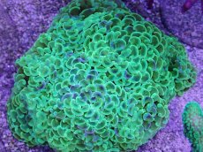 画像1: No.1 ナガレハナサンゴ　マーブルグラデーション (1)