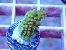 画像2: No.7 フィジー産 ツツユビミドリイシ (2)