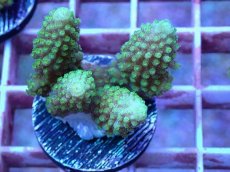 画像1: No.9 フィジー産 ツツユビミドリイシ (1)