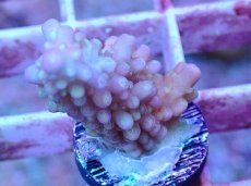 画像1: No.12 フィジー産 浅場ミドリイシ (1)