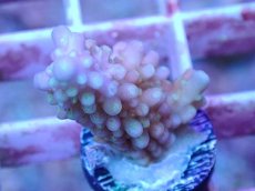 画像2: No.12 フィジー産 浅場ミドリイシ (2)