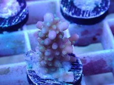画像1: No.18 フィジー産 浅場ミドリイシ (1)