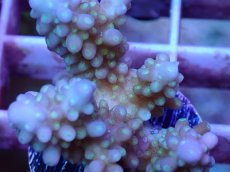 画像2: No.22 フィジー産 浅場ミドリイシ (2)