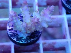 画像1: No.23 フィジー産 スゲ系ミドリイシ (1)