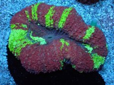 画像1: No.1 ガラハナガタサンゴ マルチカラー　　【入荷したのは1個のみ！】 (1)