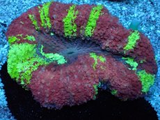 画像2: No.1 ガラハナガタサンゴ マルチカラー　　【入荷したのは1個のみ！】 (2)