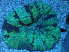 画像1: No.3 ガラハナガタサンゴ (1)