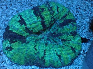 ハナガタサンゴ グリーンツートンL ハナガタ を買うならアクアスタイルユー｜大阪からサンゴを全国に販売