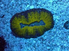 画像1: No.5 ハナガタサンゴ 欠損あり 特価 (1)