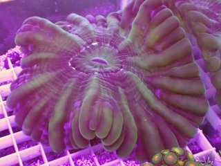 No.2 コハナガタサンゴ グリーンを買うならアクアスタイルユー 大阪の