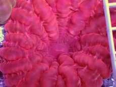 画像2: No.8 コハナガタサンゴ レッド (2)