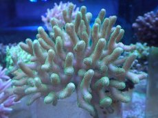 画像1: No.30 ショウガサンゴ　イエローグリーン (1)