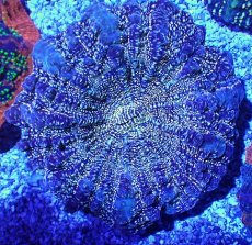 画像1: No.35 アザミハナガタサンゴ　マルチカラー (1)