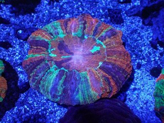 ☆】マルハナガタサンゴ オオバナサンゴマルチ