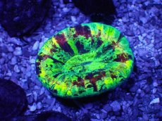 画像1: No.65 オオバナサンゴ　マルチカラー (1)