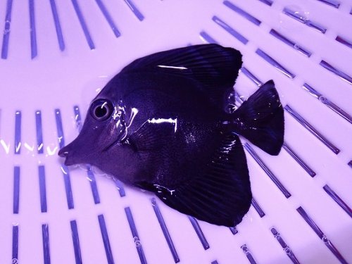 サンゴ