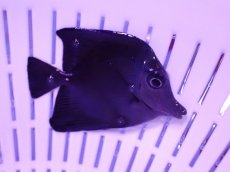 画像2: No.1 激レア クリスマス産 ブラックロングノーズタン　　【珍しい、レアな個体♪】 (2)