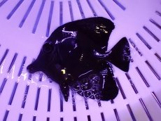 画像1: No.2 激レア クリスマス産 ブラックロングノーズタン　　【入荷個数が少ないです！】 (1)