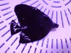 画像2: No.2 激レア クリスマス産 ブラックロングノーズタン　　【入荷個数が少ないです！】 (2)