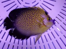 画像2: No.2 クリスマス産 ゴールドフレークエンゼル　　【人気No.1】 (2)