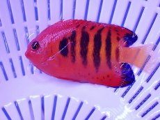 画像1: No.35 クリスマス産 フレームエンゼル (1)