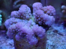 画像1: No.19 ハナヤサイサンゴ　スーパーピンク　　【入荷したのは1個のみ！】 (1)
