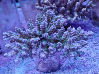 10000円以上のサンゴ - AQUASTYLE YOU（アクアスタイルユー）
