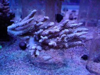 アクアスタイルユー（AQUASTYLEYOU）｜海水魚・サンゴの通販 販売