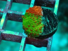 画像1: No.2 Grafted montipora ultra frag　 (1)