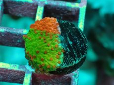 画像2: No.2 Grafted montipora ultra frag　 (2)