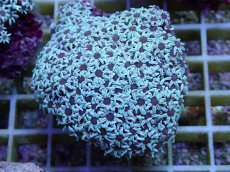 画像1: No.40 フィジー産 クダサンゴ　ブラックコア (1)