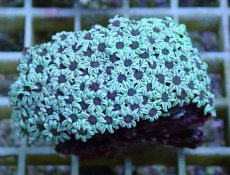 画像1: No.44 フィジー産 クダサンゴ　ブラックコア (1)