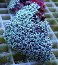 画像1: No.48 フィジー産 クダサンゴ　ブラックコア (1)