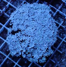 画像1: No.1 フィジー産 クダサンゴ (1)