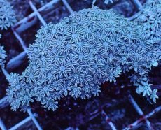 画像1: No.7 フィジー産 クダサンゴ (1)